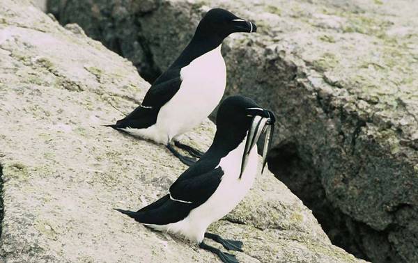 Razorbills