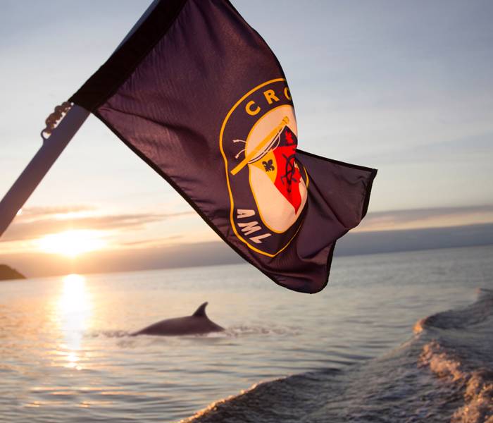 Baleine au coucher de soleil