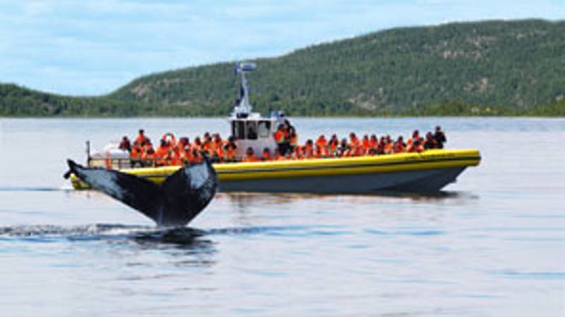 Excursion en zodiac