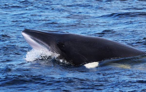 Tête d'un rorqual commun