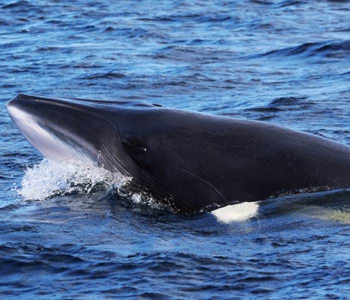 Tête d'un rorqual commun