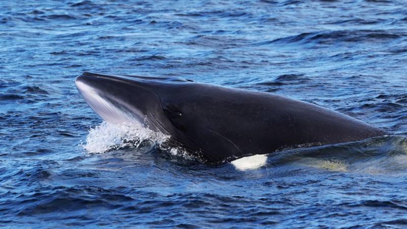 Tête d'un rorqual commun