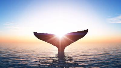 Baleine au coucher de soleil