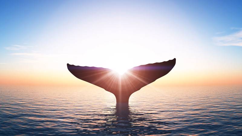Baleine au coucher de soleil
