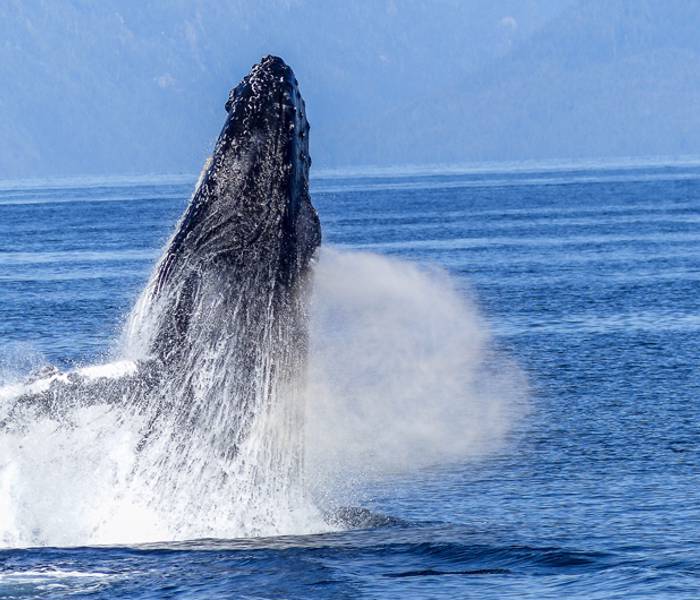 Baleine à bosse en train de sauter