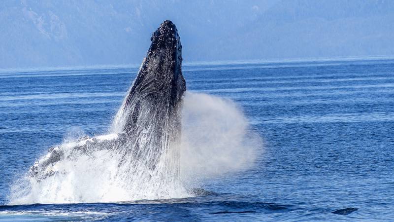 Baleine à bosse en train de sauter