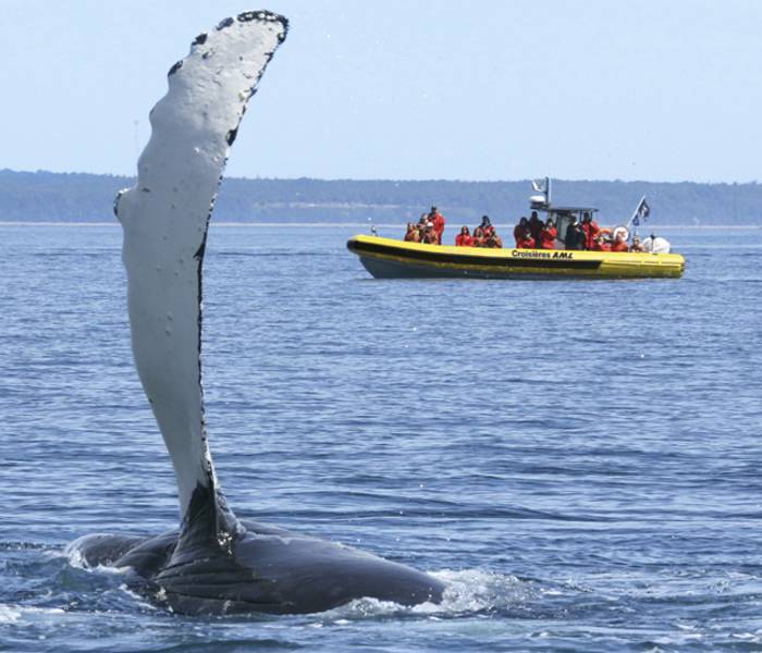 Excursion en zodiac et baleine qui sort de l'eau