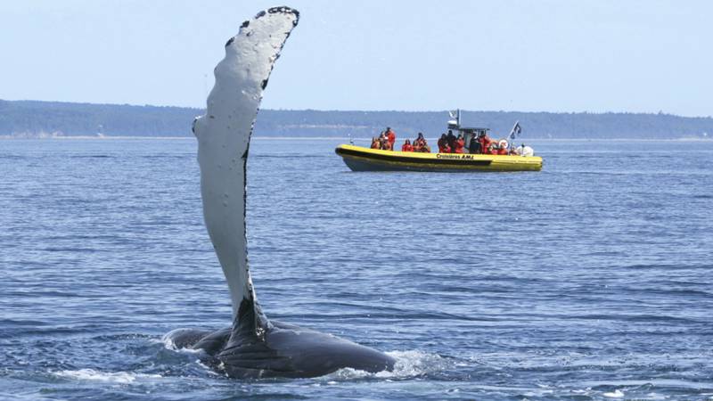 Excursion en zodiac et baleine qui sort de l'eau