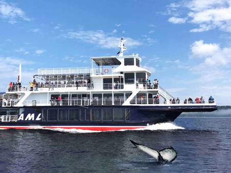 AML Grand Fleuve durant la croisière aux baleines