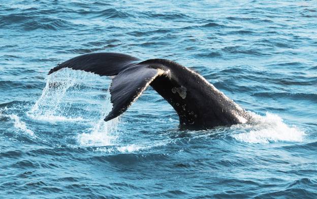 Bout de la queue d'un rorqual