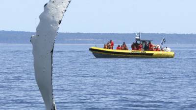 Excursion en zodiac et baleine qui sort de l'eau