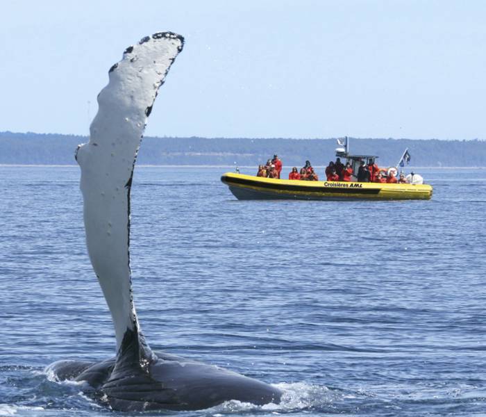 Excursion en zodiac et baleine qui sort de l'eau