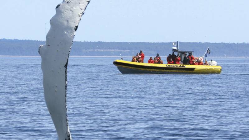 Excursion en zodiac et baleine qui sort de l'eau