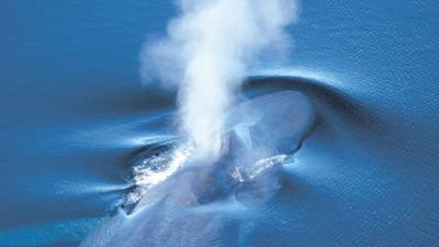 Baleine sous l'eau