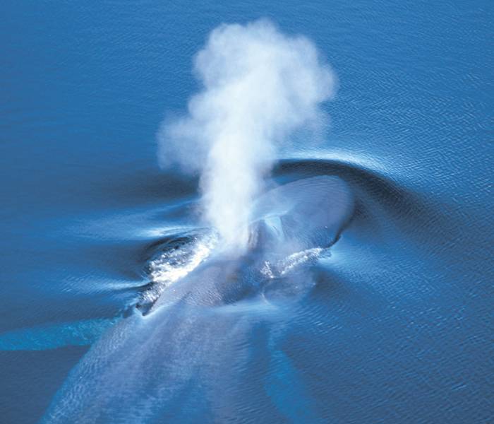 Baleine sous l'eau