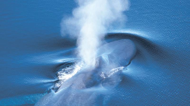 Baleine sous l'eau