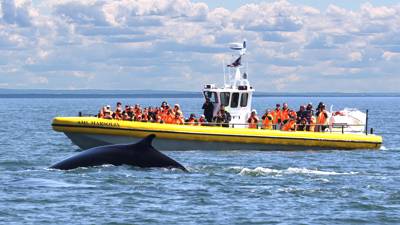 Observation des baleines en Zodiac
