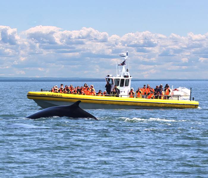 Observation des baleines en Zodiac