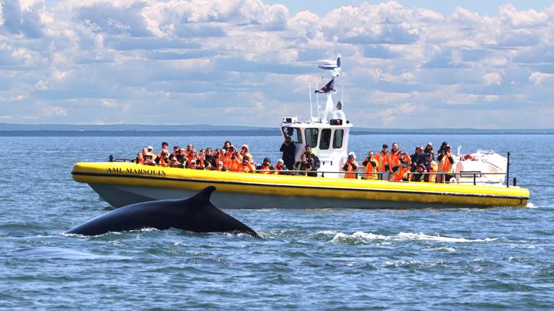 Observation des baleines en Zodiac