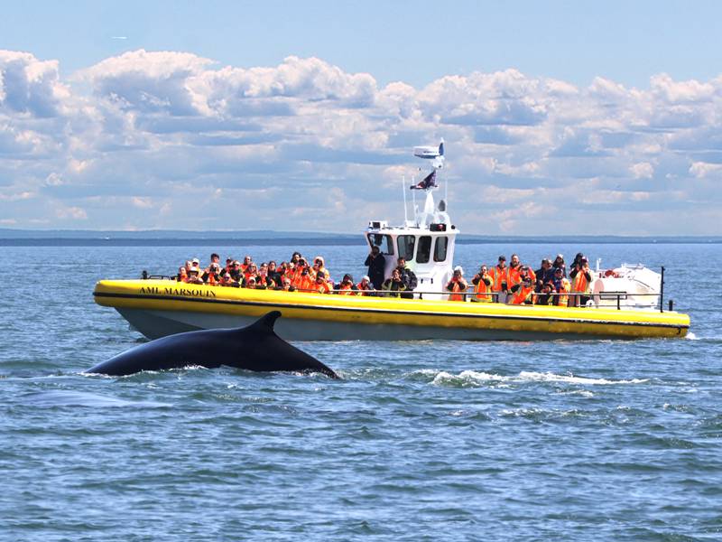 Observation des baleines en Zodiac