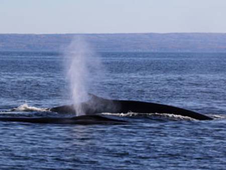 Deux dos de petit rorqual