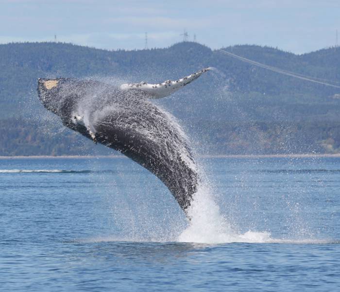 Baleine qui saute hors de l'eau