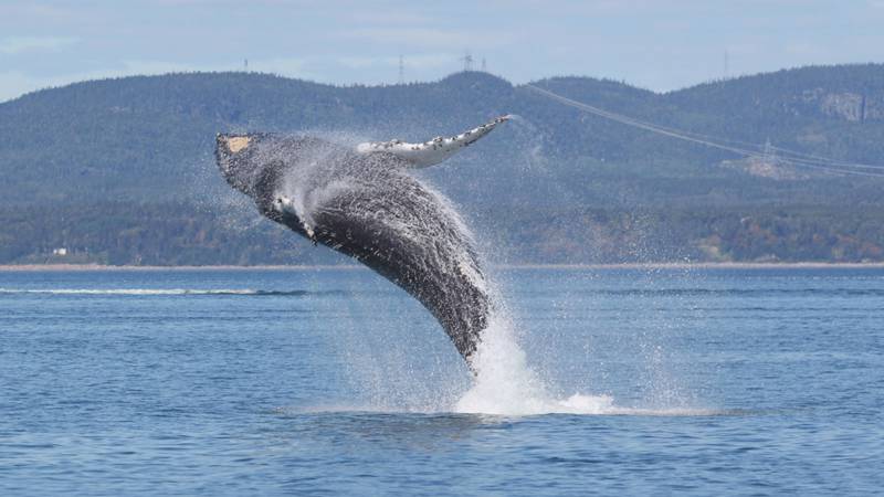 Baleine qui saute hors de l'eau