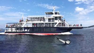 AML Grand Fleuve et queue de baleine qui sort de l'eau