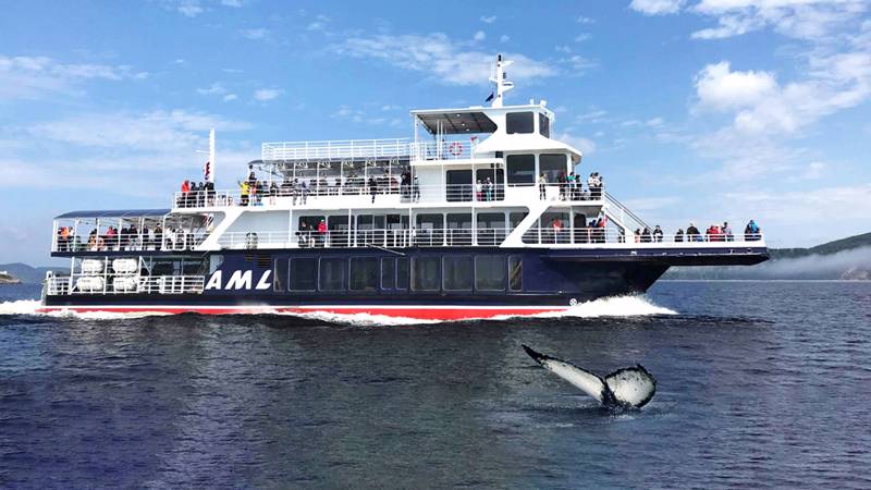 AML Grand Fleuve et queue de baleine qui sort de l'eau