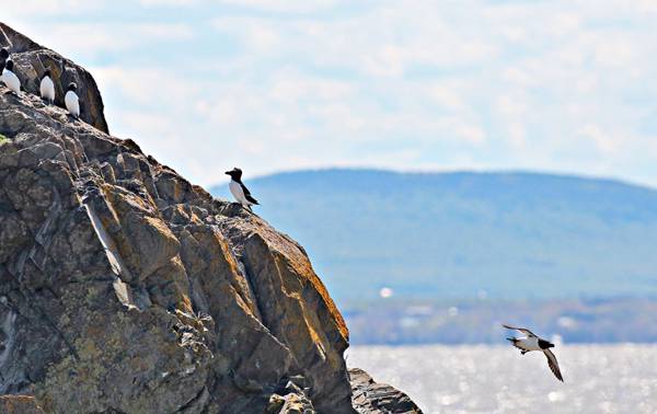Razorbills