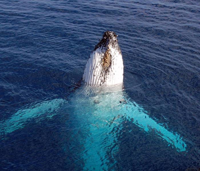 Baleine à bosse