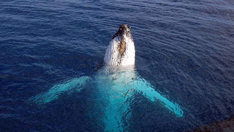 Baleine à bosse