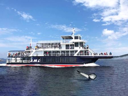 AML Grand Fleuve avec queue de baleines à l'avant plan