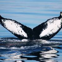 Baleine à bosse