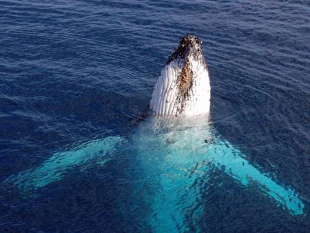 Baleine Bosse Tete Nageoir St Laurent 1200 Ss