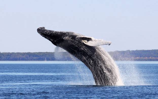 Baleine à bosse qui saute